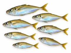 マアジの釣果
