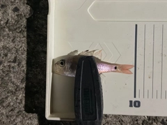 ネンブツダイの釣果