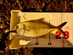 メッキの釣果