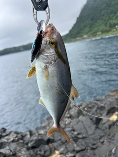 ショゴの釣果