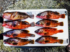 アカハタの釣果