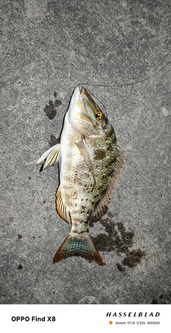 ハマフエフキの釣果