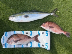 ワラサの釣果