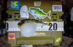ドクサバフグの釣果