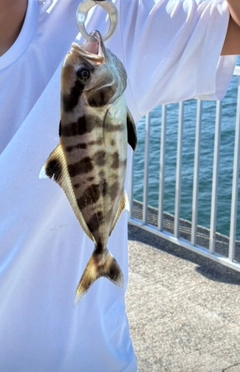 アイブリの釣果