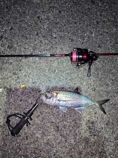 メアジの釣果
