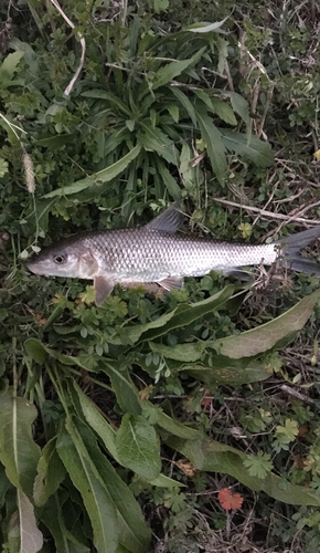 ニゴイの釣果