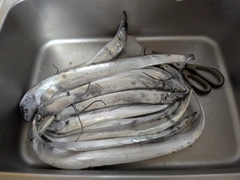 タチウオの釣果