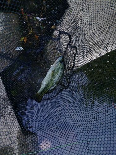 猪名川下流で釣れたブラックバスの釣り・釣果情報 - アングラーズ