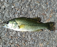 ブラックバスの釣果