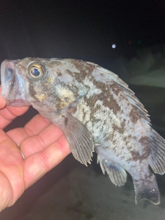 クロソイの釣果