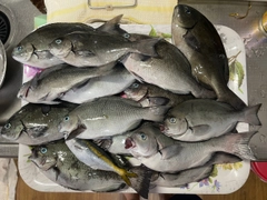 メジナの釣果