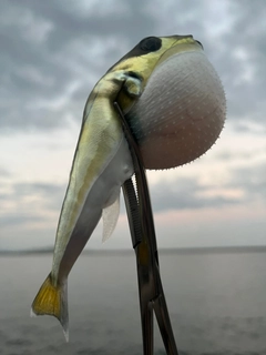 フグの釣果
