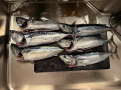 マルソウダの釣果