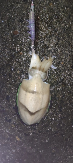 コウイカの釣果