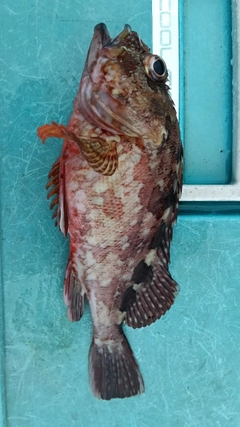 カサゴの釣果