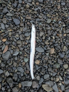 タチウオの釣果
