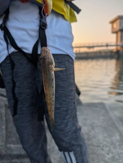 ハゼの釣果