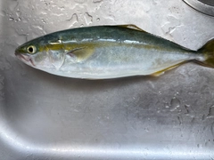 ツバイソの釣果