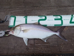 ショゴの釣果