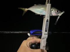 マアジの釣果