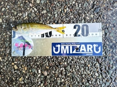 マアジの釣果
