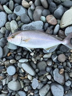 ショゴの釣果