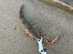 マゴチの釣果
