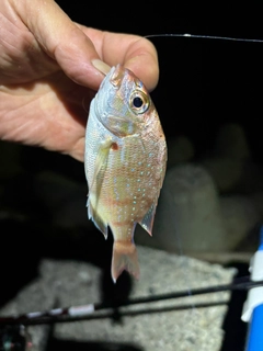 チダイの釣果