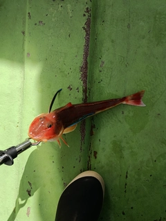 ホウボウの釣果