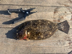 ヒラメの釣果