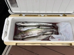 サワラの釣果