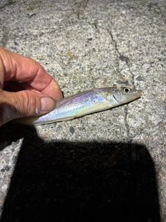 シロギスの釣果