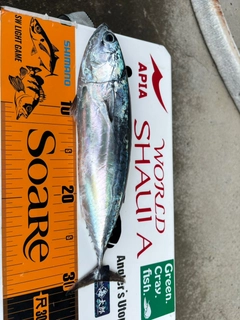 マルソウダの釣果