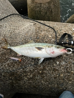 メジロの釣果