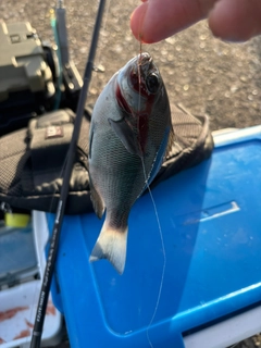 メジナの釣果