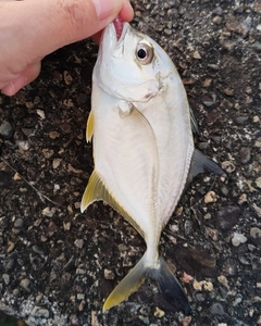 メッキの釣果