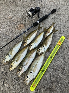 アジの釣果