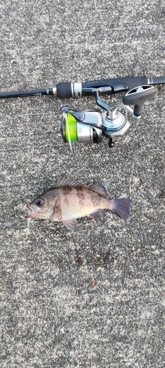 メバルの釣果