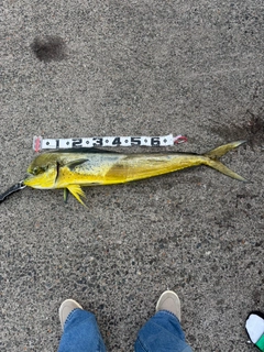 シイラの釣果