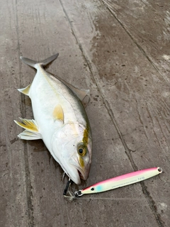 ショゴの釣果
