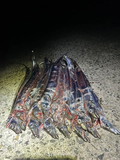 タチウオの釣果