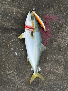 ツバスの釣果