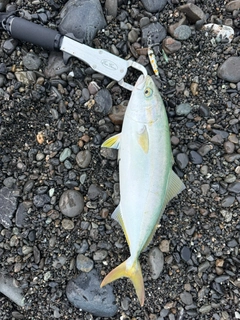 イナダの釣果