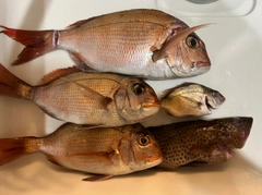 マダイの釣果