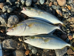 シオの釣果