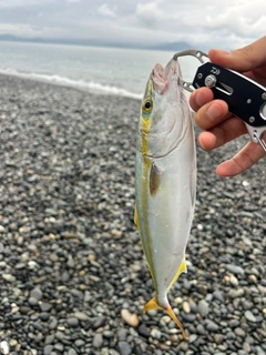 ワカシの釣果
