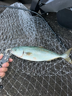 フクラギの釣果