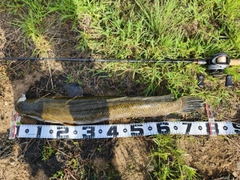 ライギョの釣果
