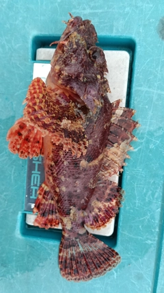 オニカサゴの釣果